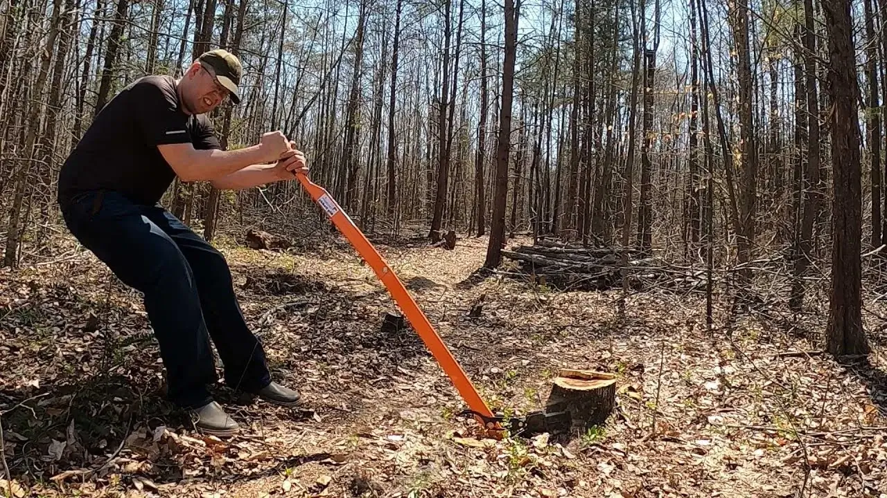  Affordable Tree Stump Remover Services