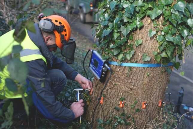 Expert Tree Surgeons For Health Maintenance And Inspection