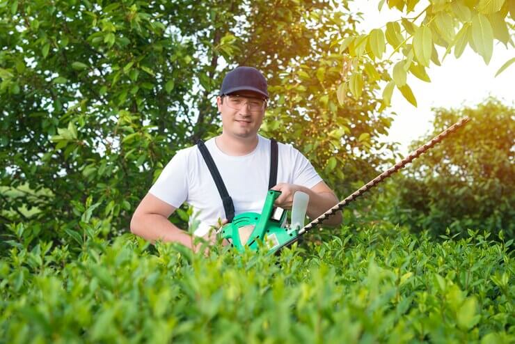 tree trimming